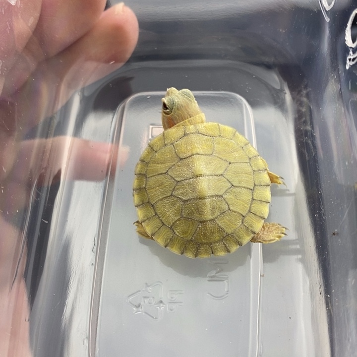 绿毛龟母6666666666