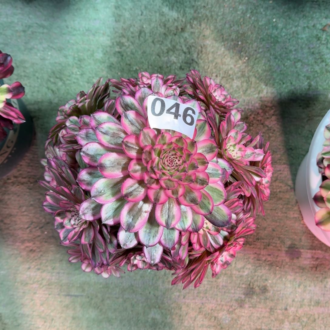 046！白月光法师多肉植物