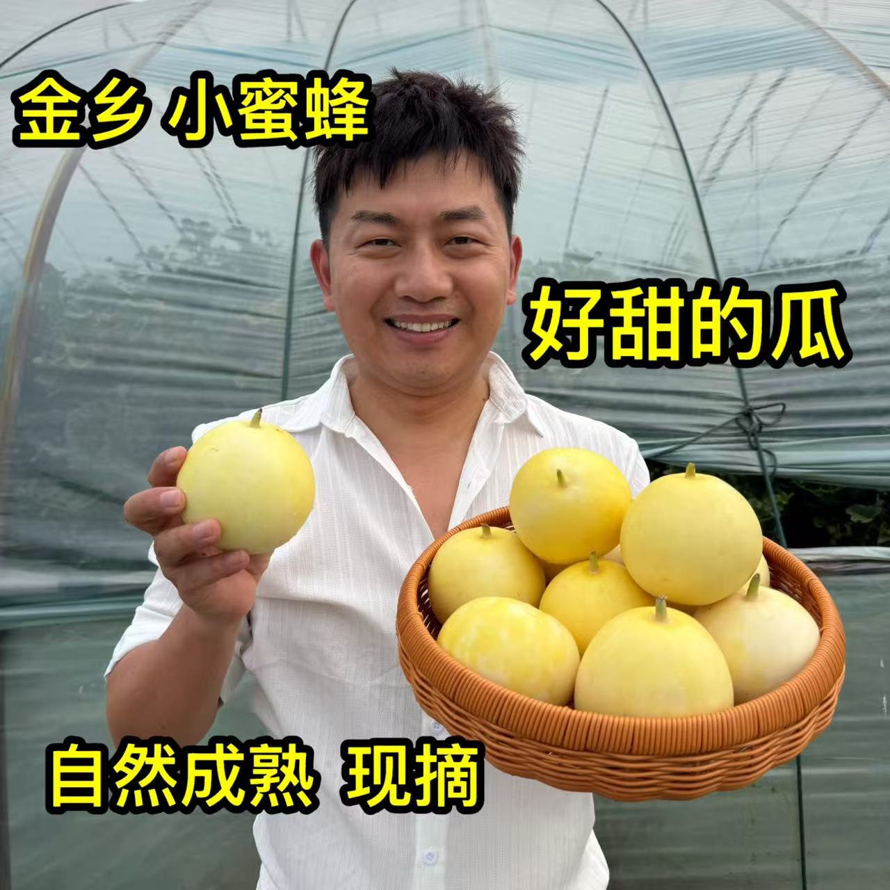 山东头茬小蜜蜂甜瓜早甜脆小蜜罐应季水果孕妇高端水果
