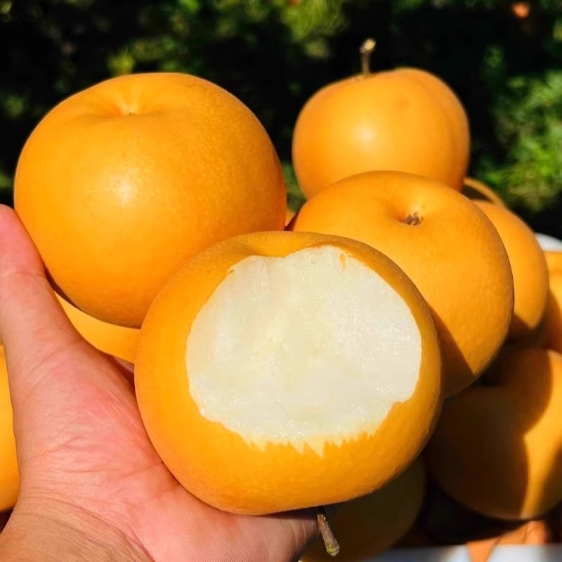 【产地直发】正宗山东秋月梨现摘现发脆甜多汁当季新鲜水果