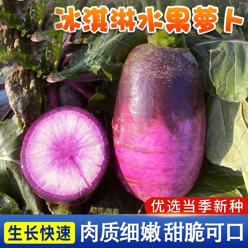 【冰激凌水果萝卜】冰激凌水果萝卜甜脆爽口可生吃紫皮罗卜蔬菜种子