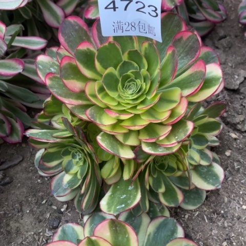 奶白多肉多肉4723