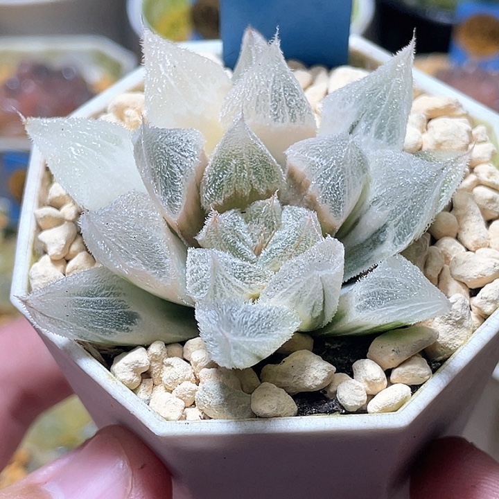 570亚成糊斑白狐狸锦