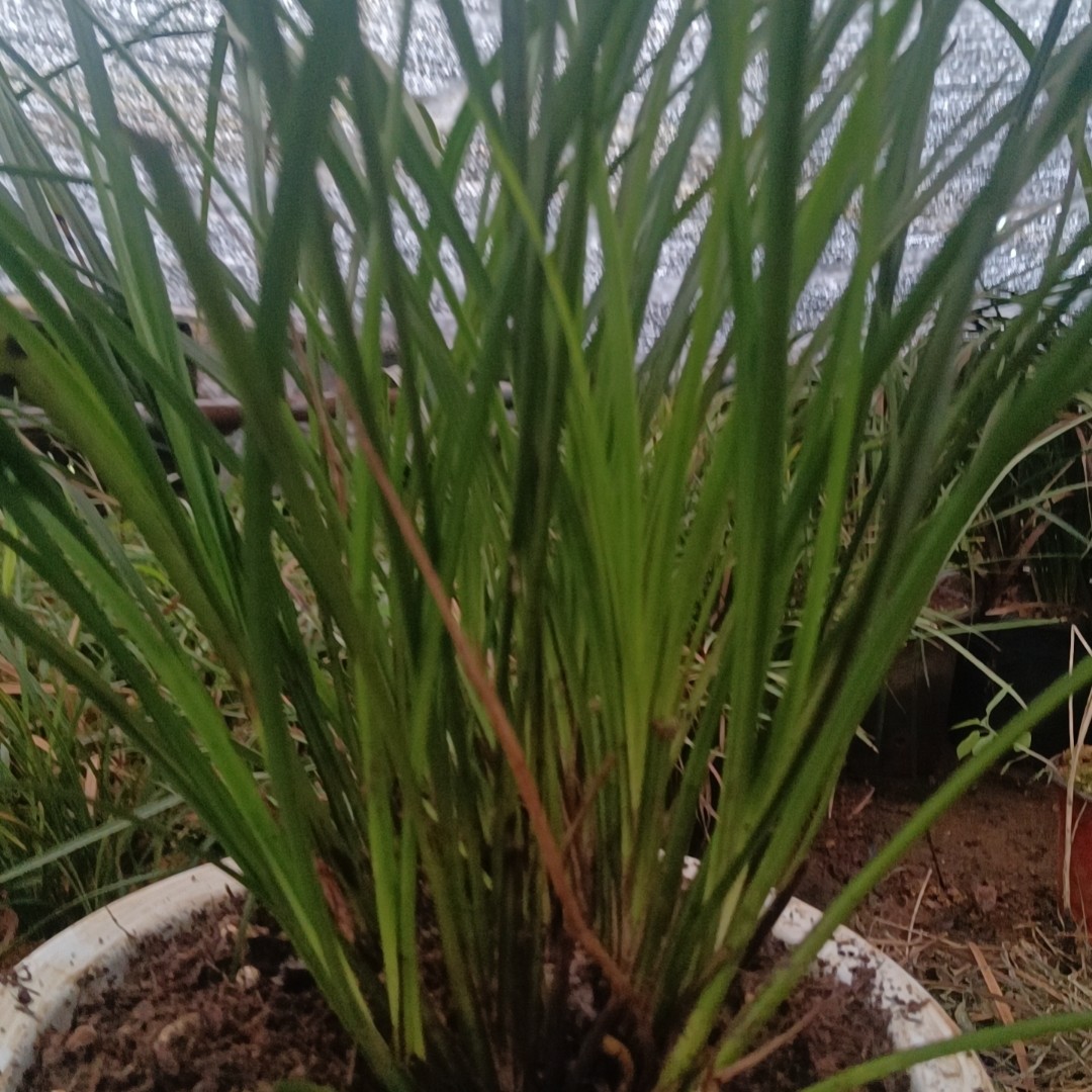 秋芝一杆多花浓香型绿叶植物盆景草神木兰