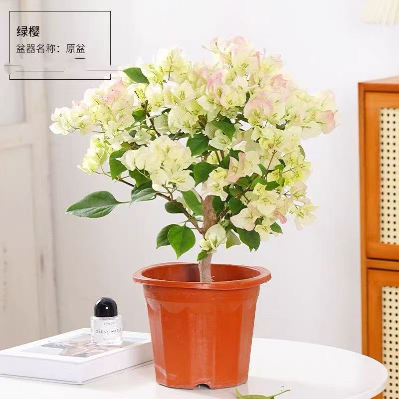 【绿樱】三角梅庭院好养苗四季开花绿植盆栽好养易掉花介意慎拍