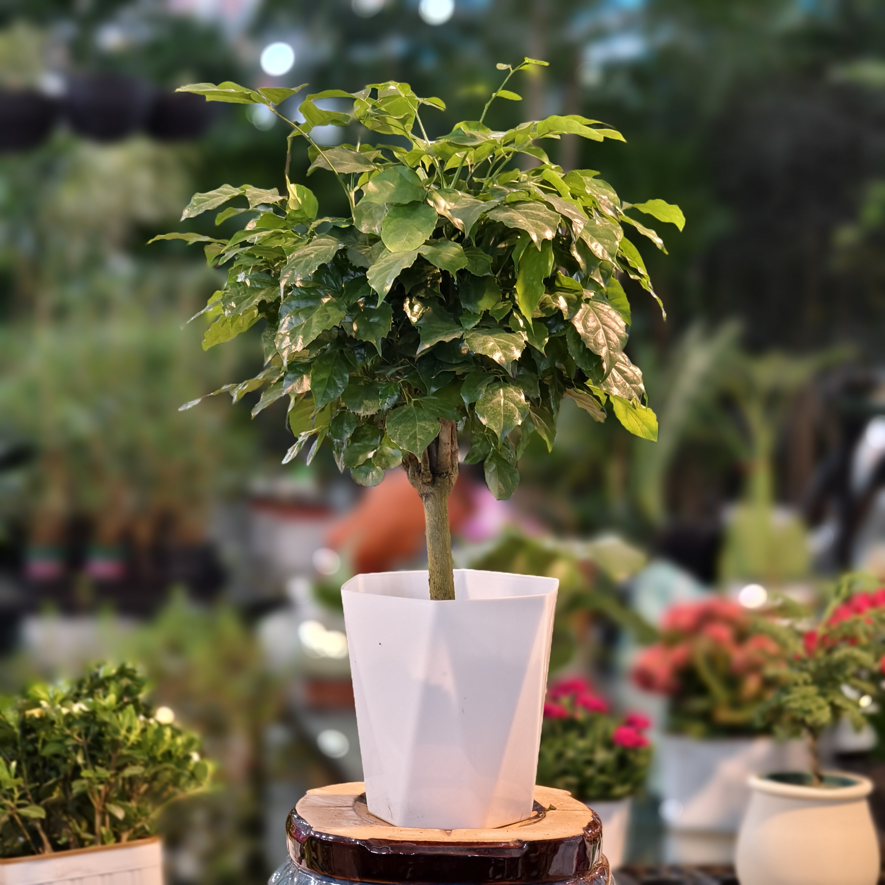 幸福树盆栽绿植室内客厅吸甲醛四季常青观叶植物