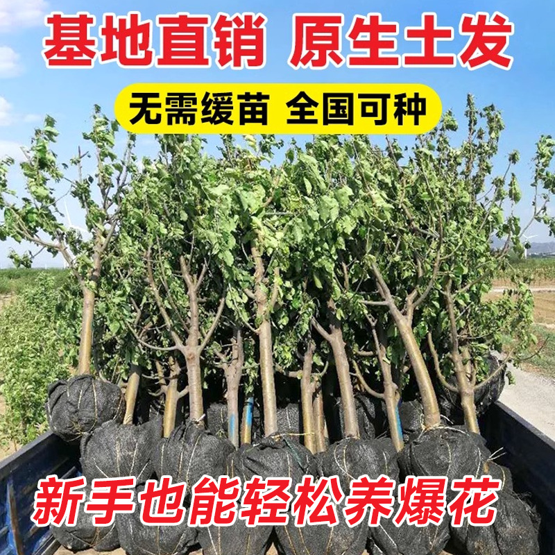 海棠树苗高杆西府垂丝海棠树庭院盆栽四季开花大型风景树苗木基地