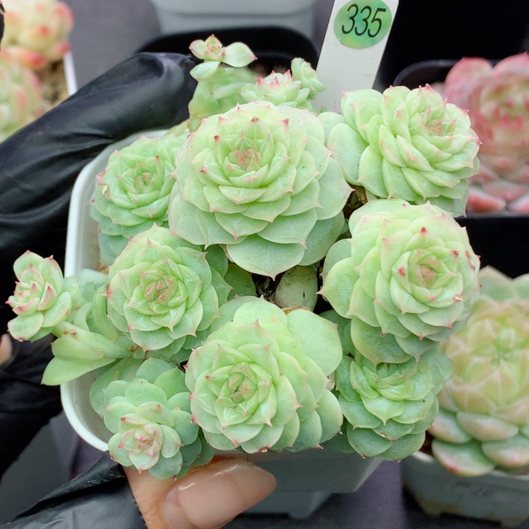 麦秆58包邮  群生不包整335