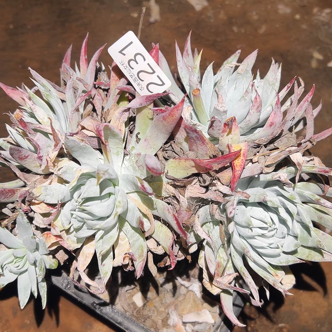 漠然衣仙女杯多肉。