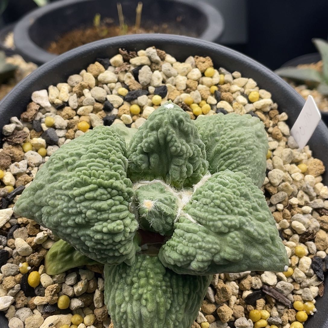 实生怒涛一一一一一一一