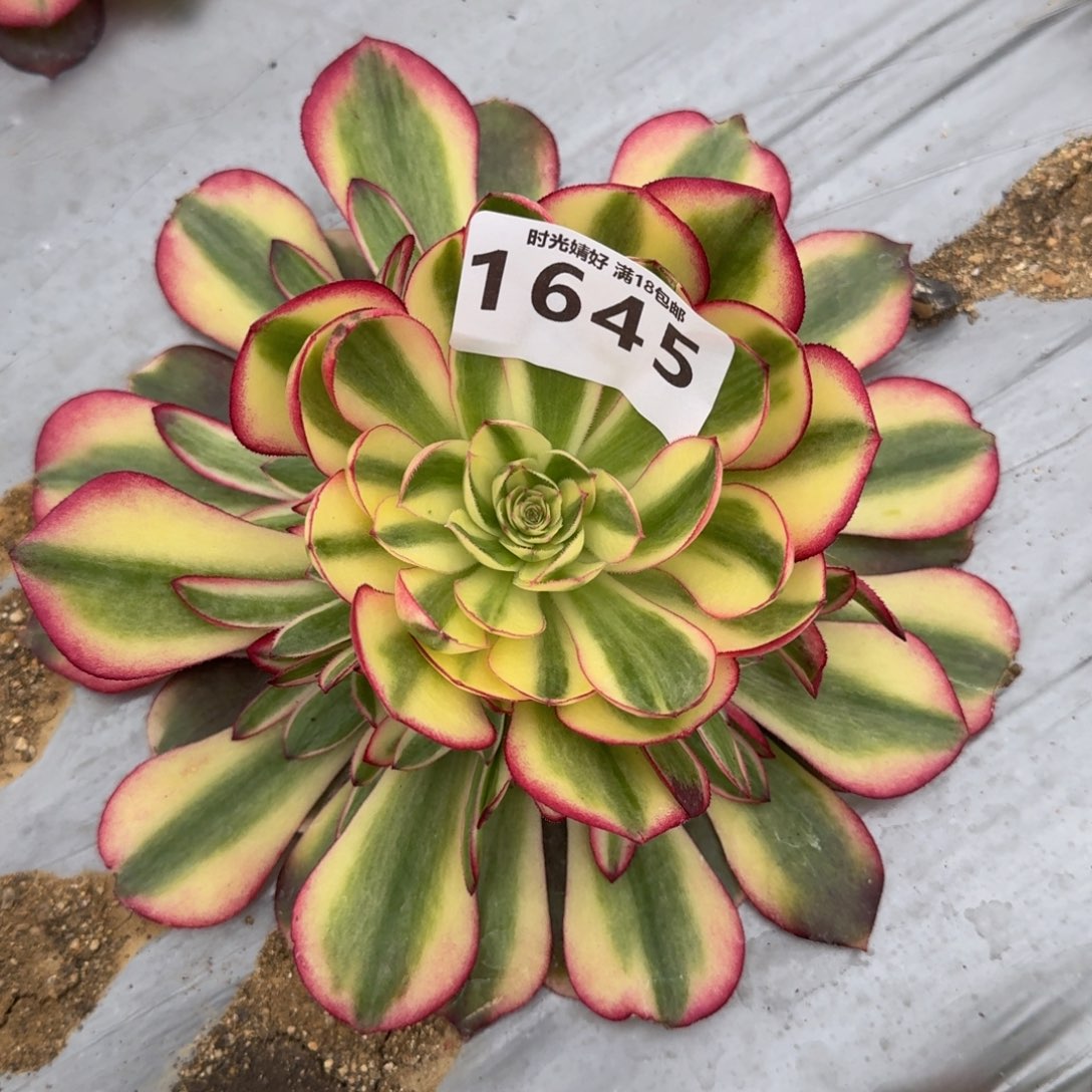 1645荔枝多肉植物