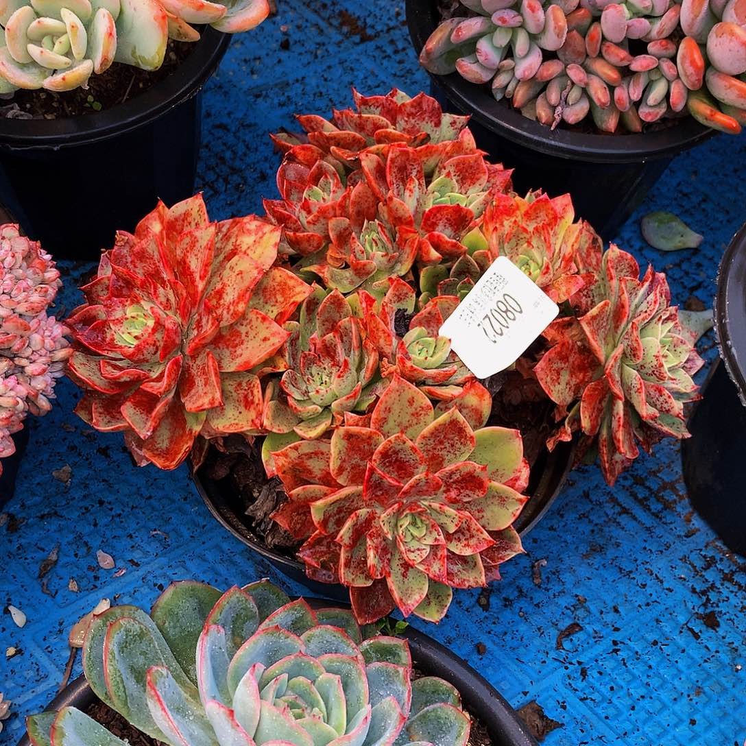 雪***絨    贝拉多肉08022