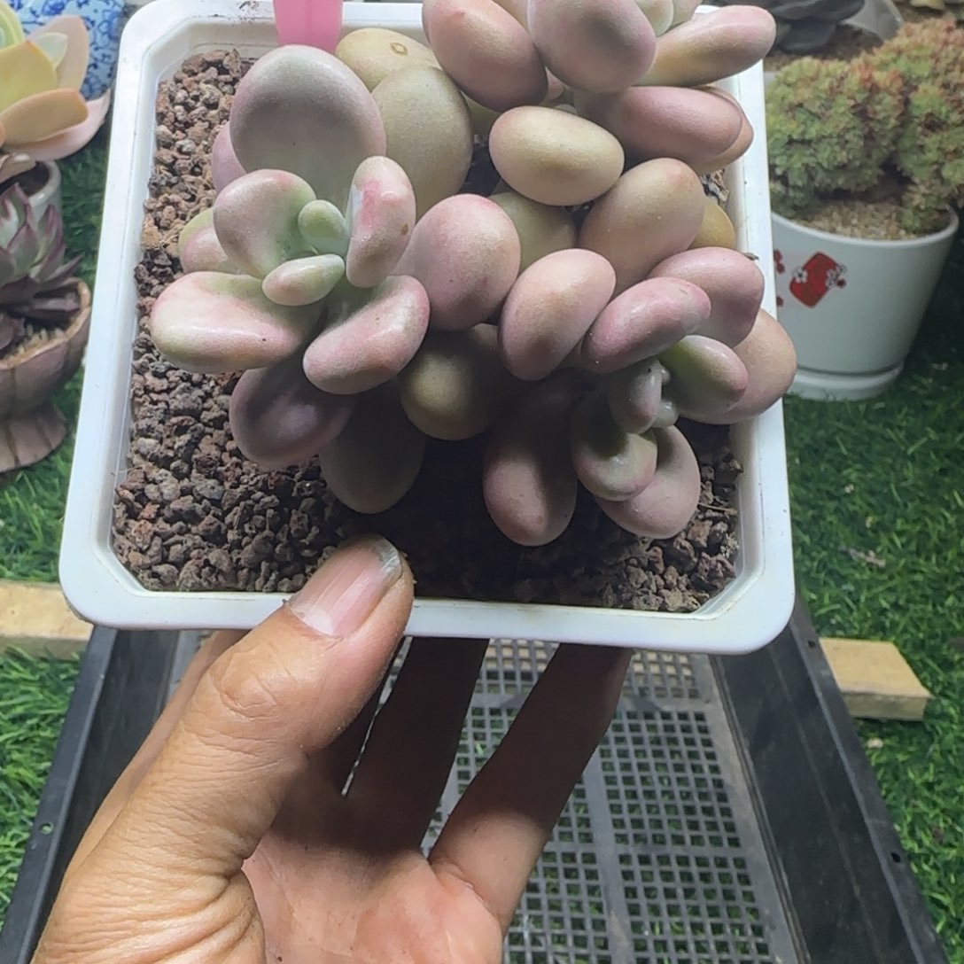 锦安精品多肉植物300