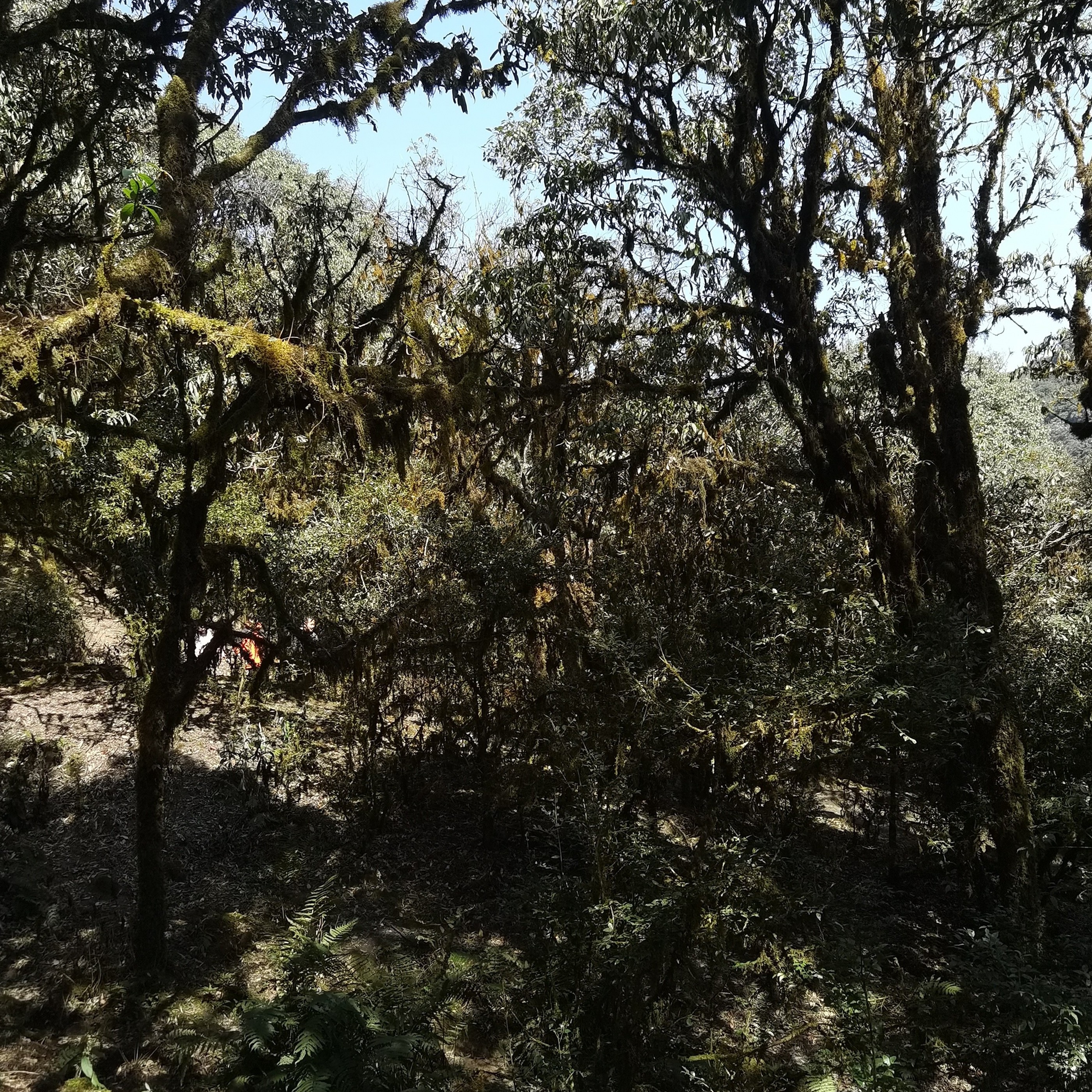 【马邓高货口粮】哀牢山生态茶蜜香花果香留香透亮普洱茶清香茶浓厚