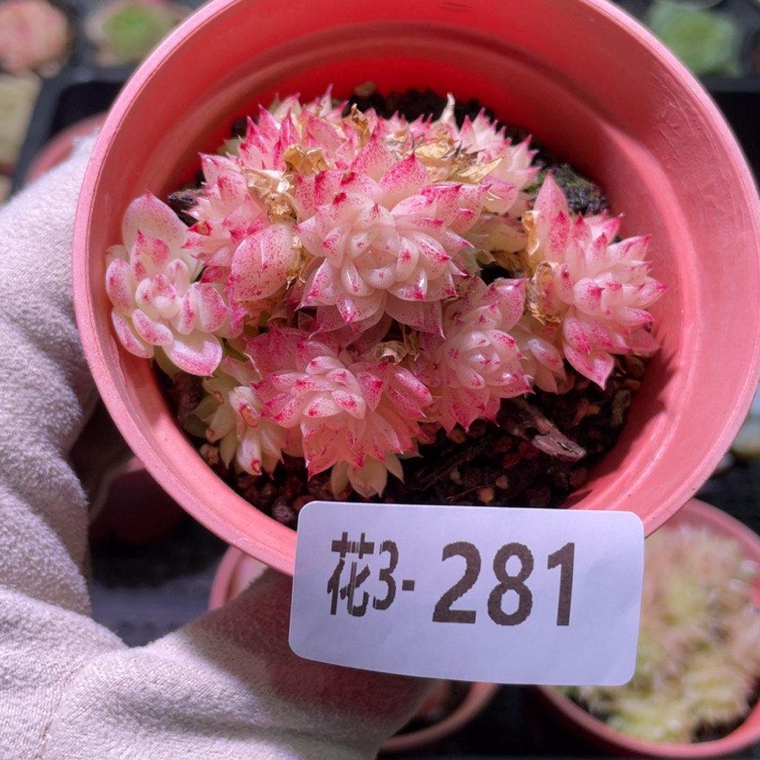 花利美3-281麦秆群