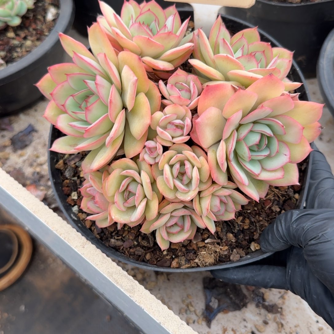 橙***ᐝ2082。      牡丹亭群