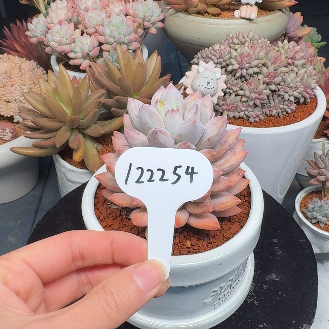 精品多肉植物122254