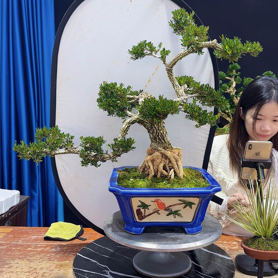 黄杨室内室外盆景