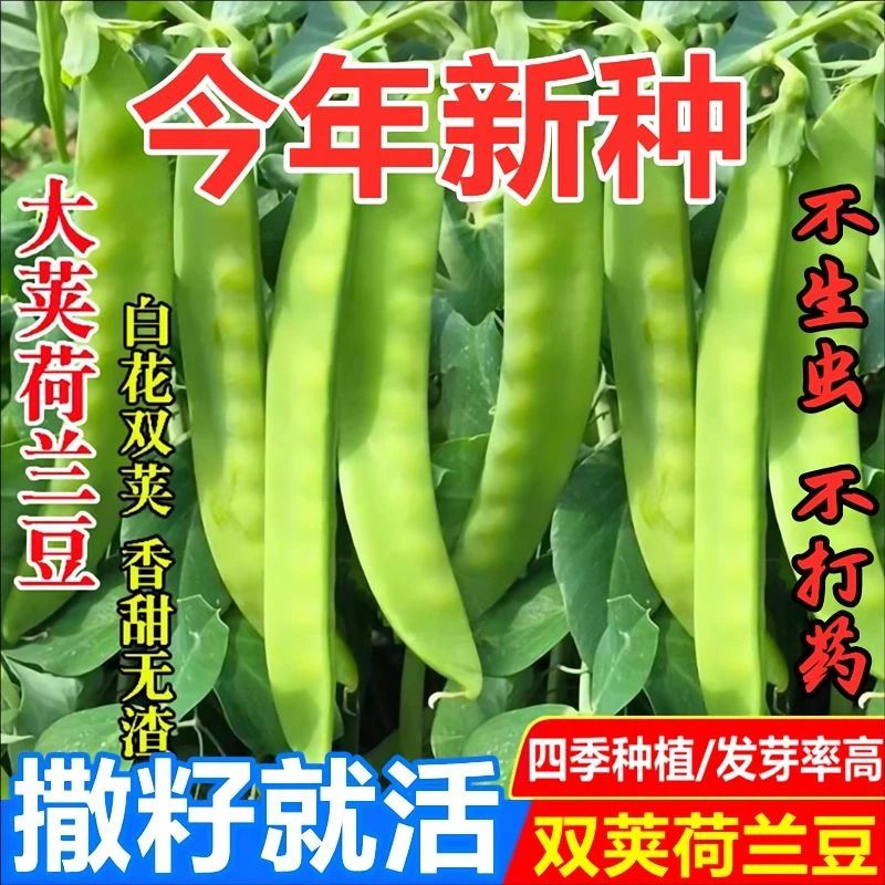 大荚荷兰豆种子四季蔬菜抗病正宗秋豆角种子四季豆