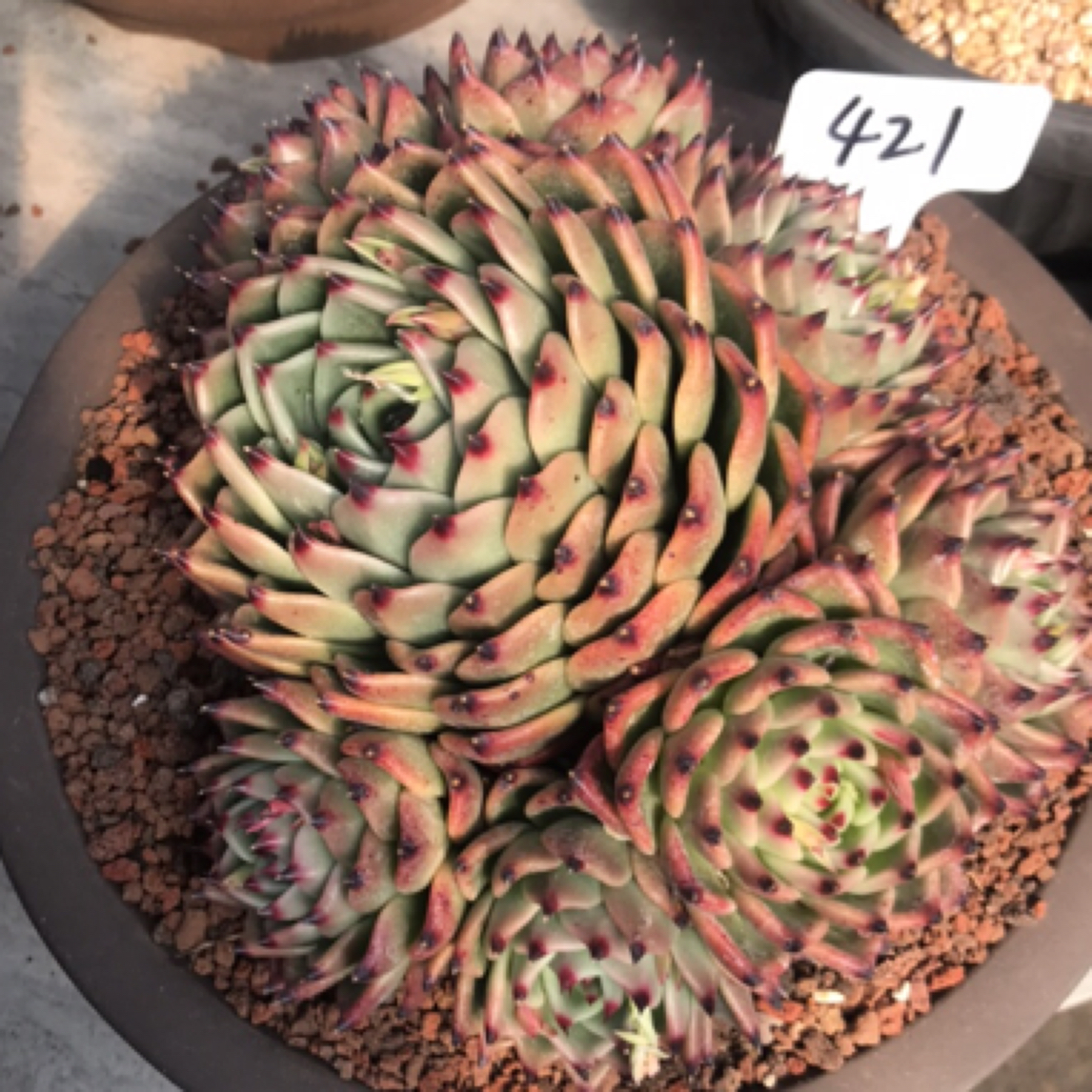 421号多肉植物精品多肉龙系控养一物一拍