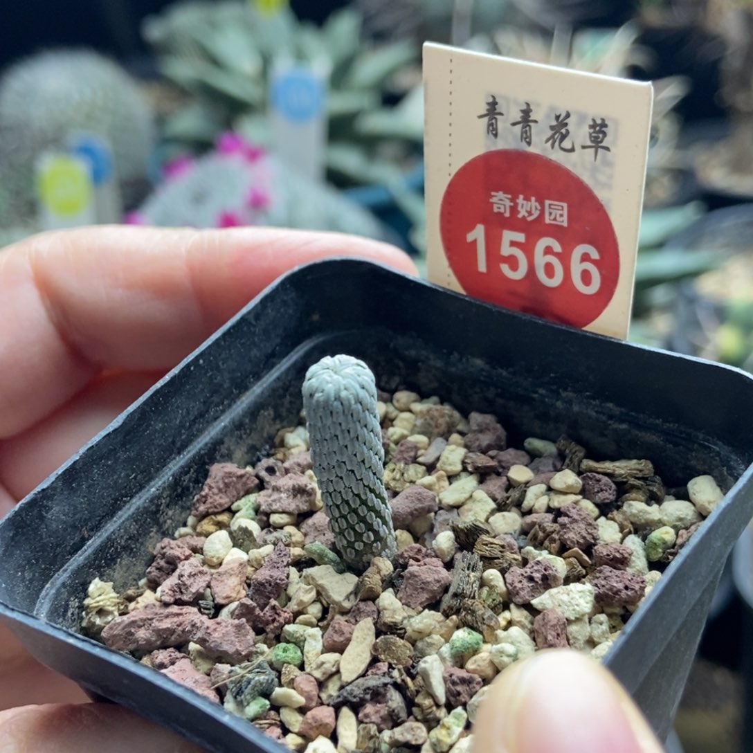 实生精巧丸一颗仙人球