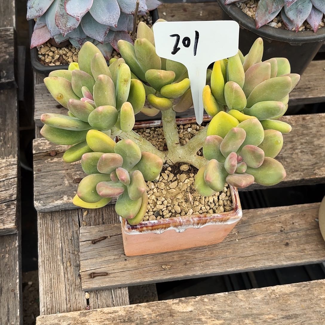 多肉植物，芒果奶201号