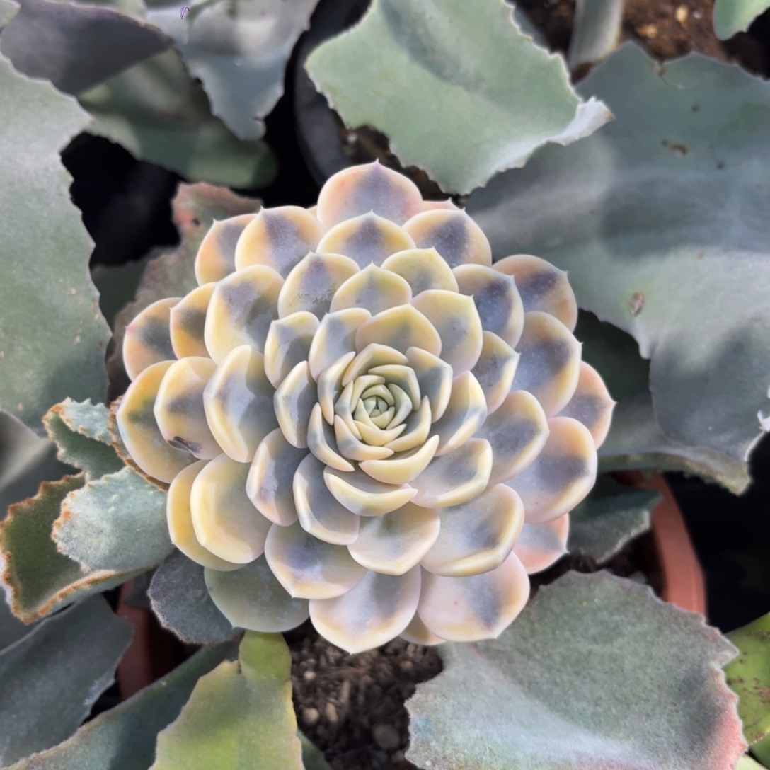 汉堡模特一物一拍