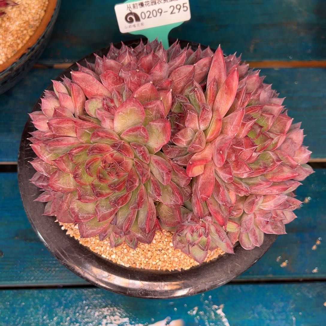 从前慢多肉精选编号0209.295