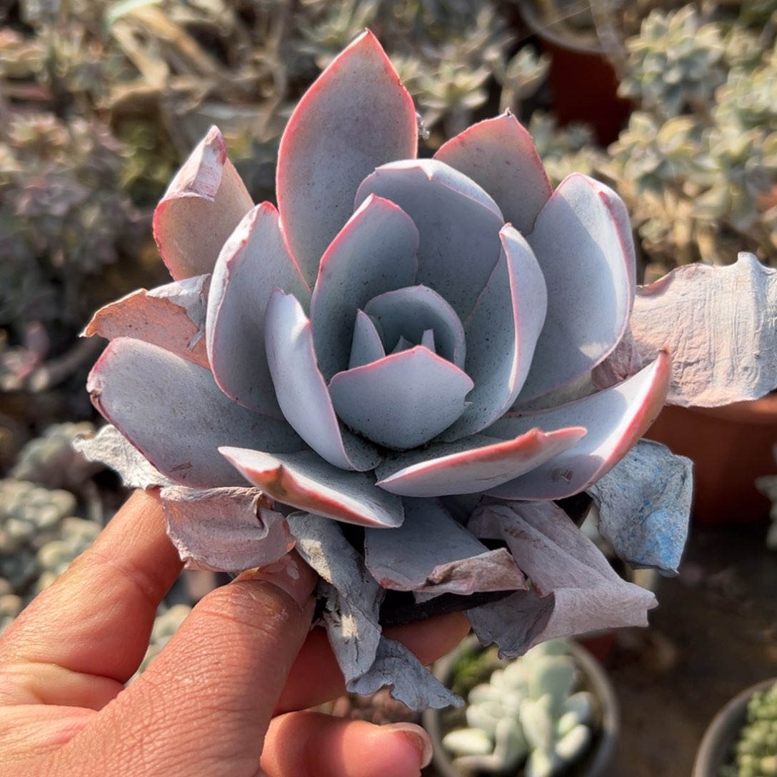 多肉植物广寒宫单头