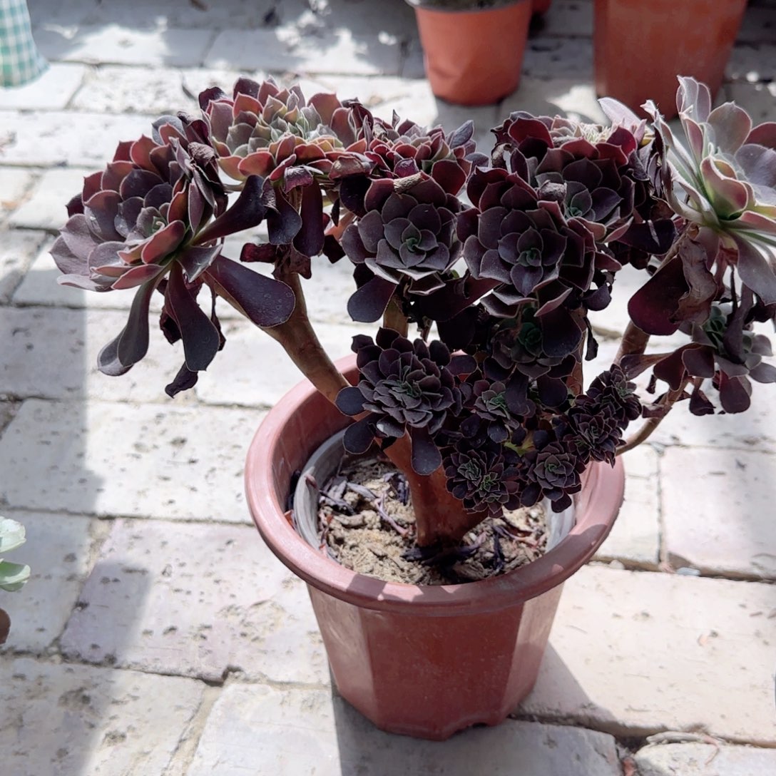 无花朵欧紫缀化特价