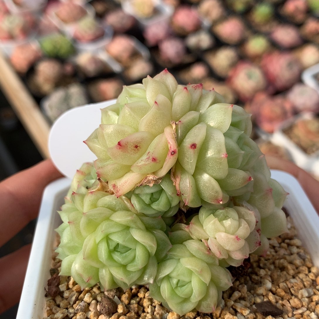 定繁珍妮麦秆群46