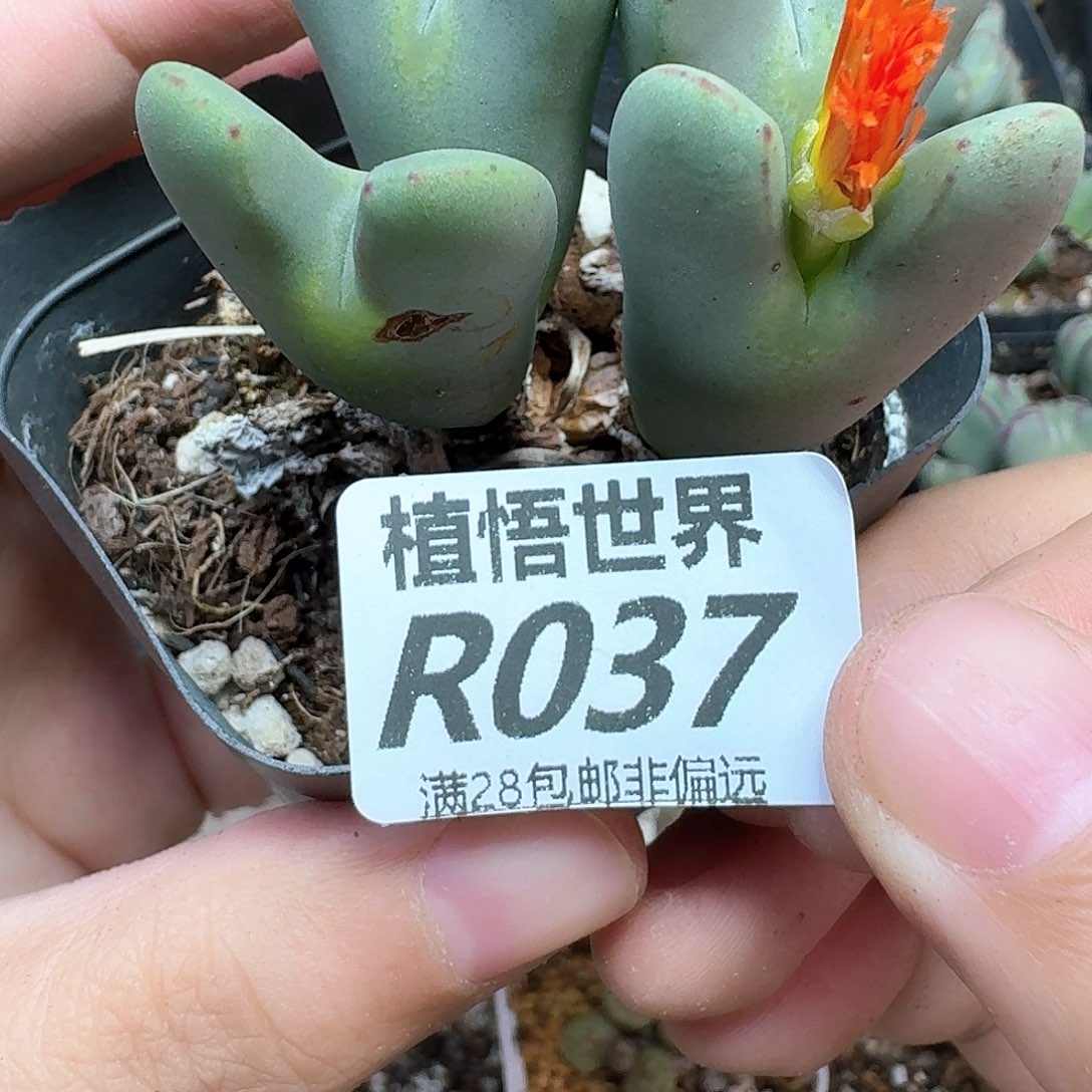 多肉植物的嘴d nn