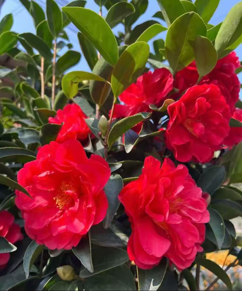 四季开花大红茶花多规格好养耐寒耐高温