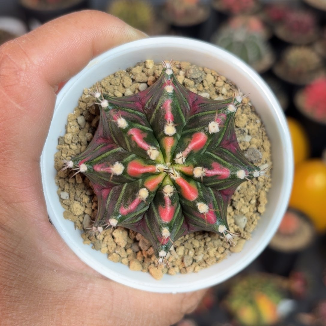 泰系实生米哈仙人球37号