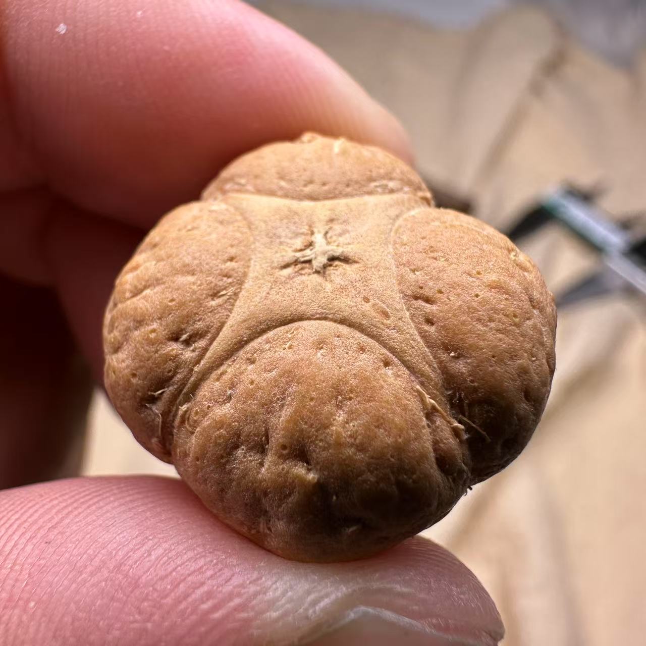 尼泊尔麒麟眼菩提，尺寸23，sss系列，货号S24