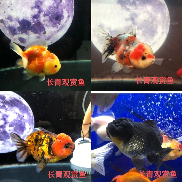 渔场直发 将军泰狮 冷水观赏鱼 好养耐活