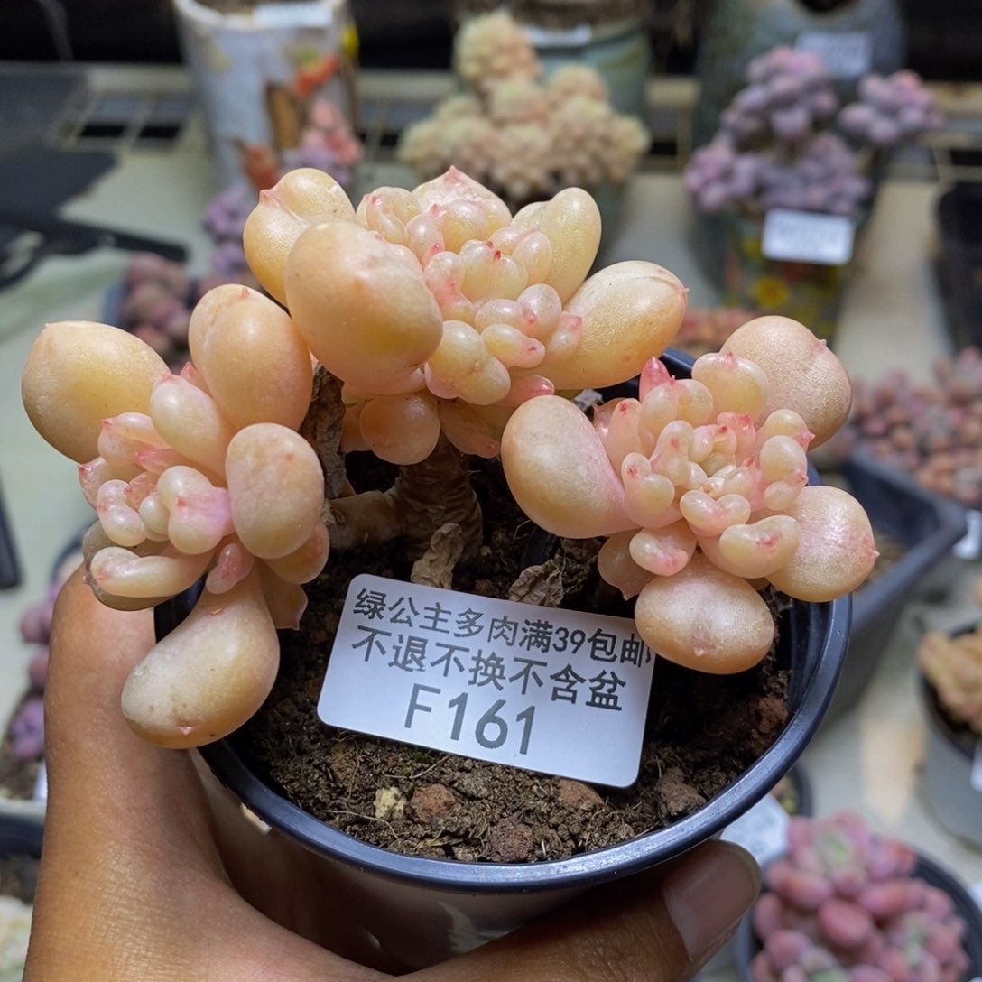 161比尔盖茨多肉7c m m