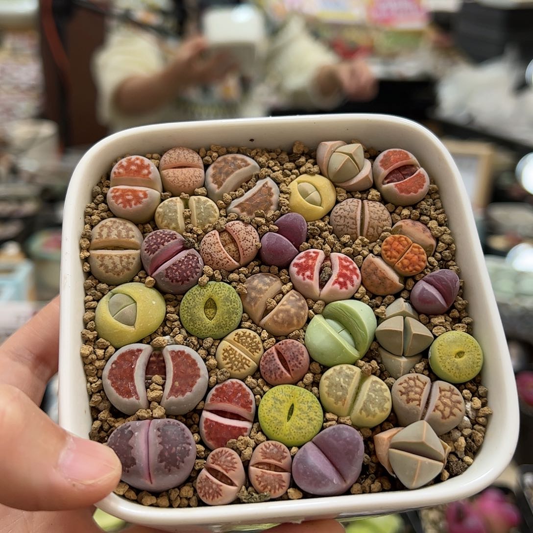 【闪购商品】130 带盆