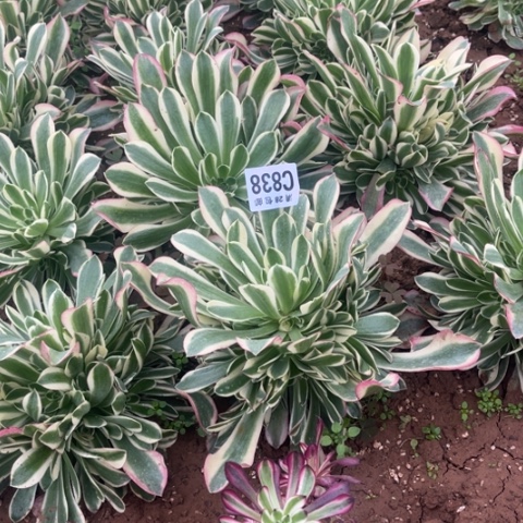 838雨花石不包断枝