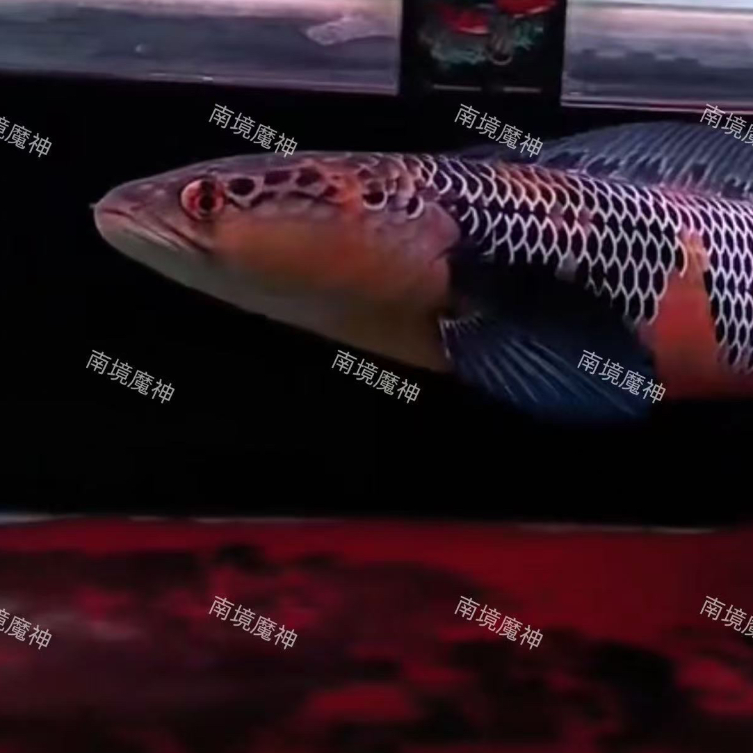 观赏鱼红帝王庞卡兰布翁鱼苗