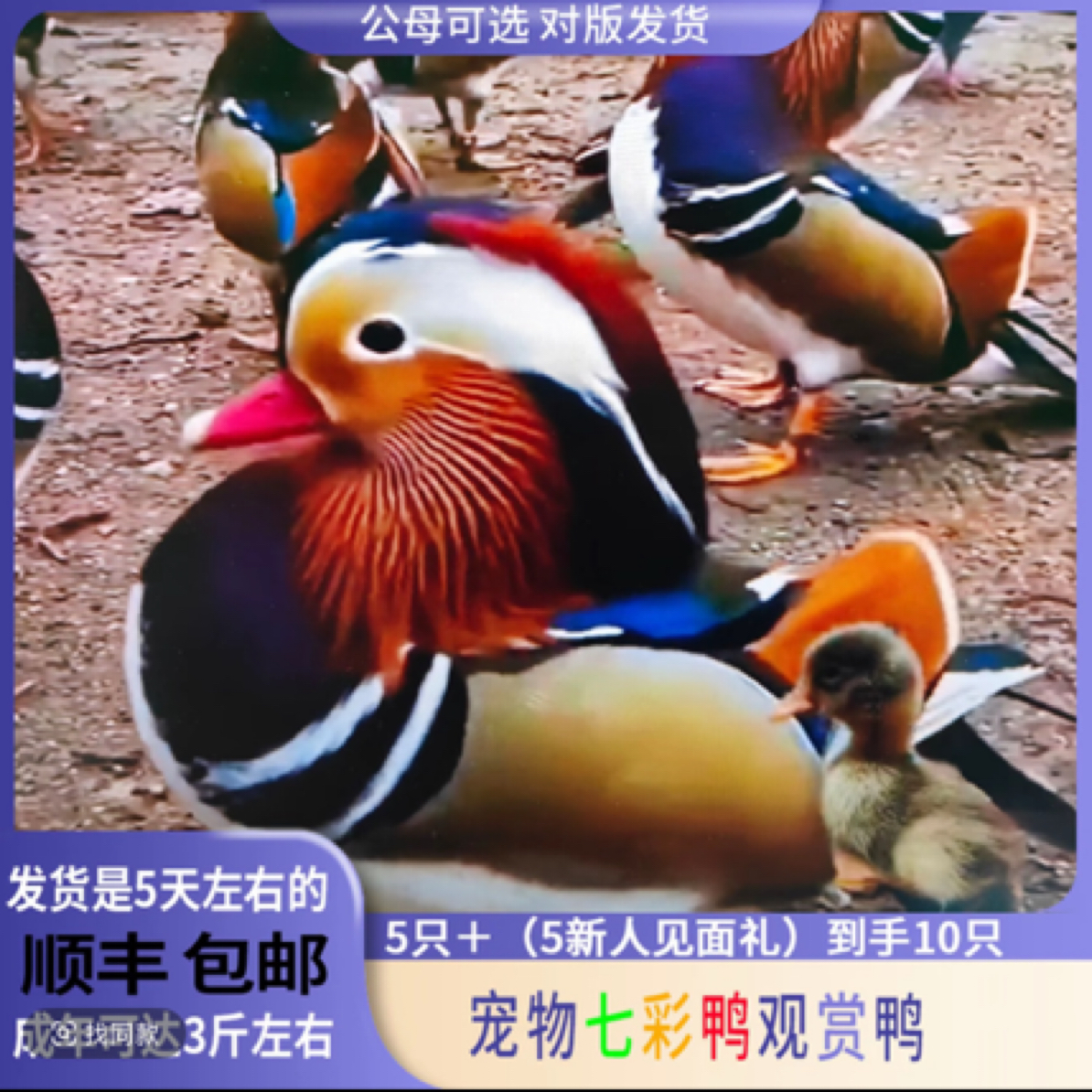 【七彩鸳鸯鸭苗】包邮到家