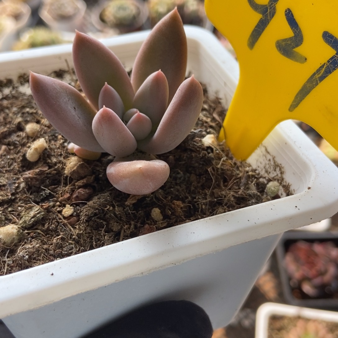 927哥特多肉植物保护