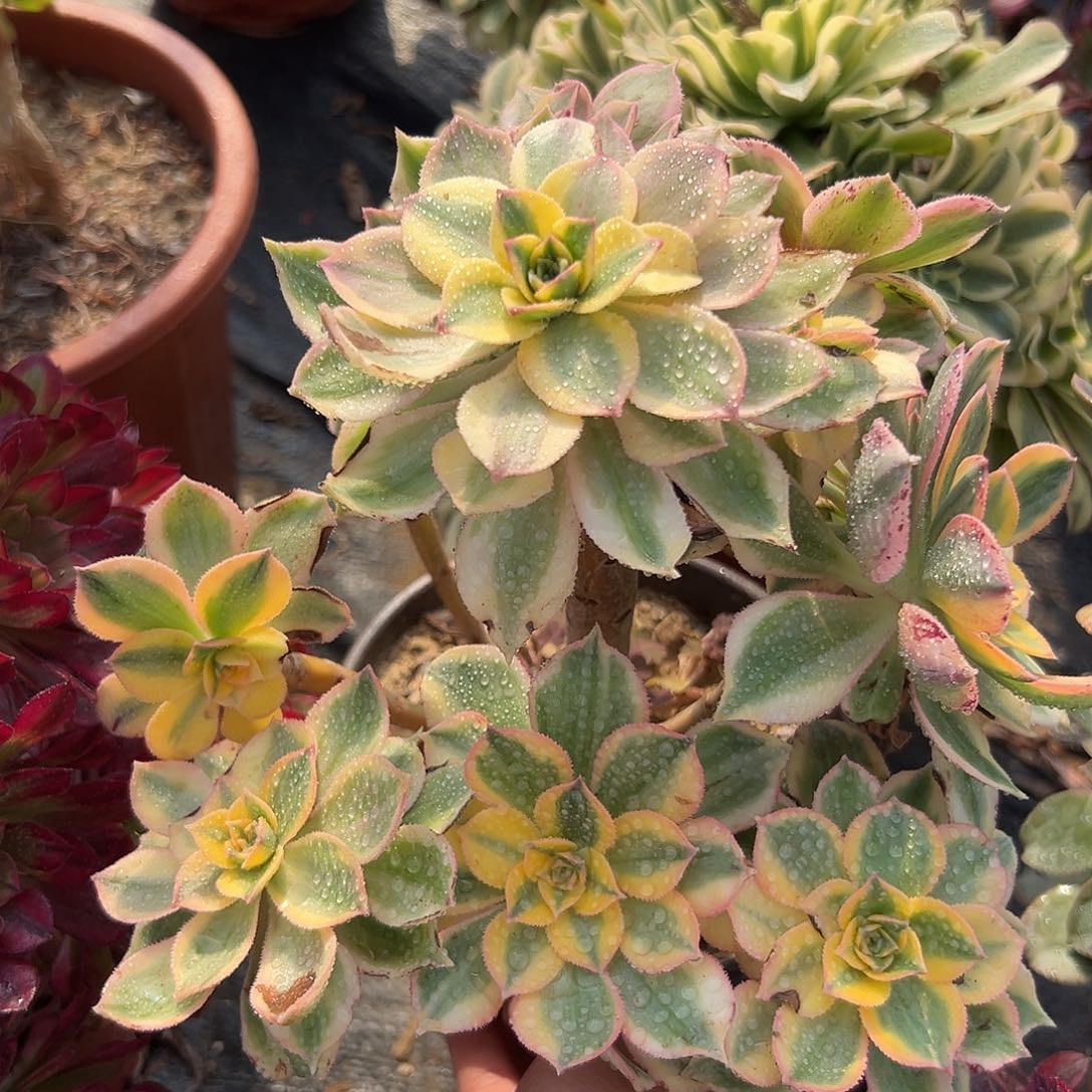 多肉植物灿烂老庄