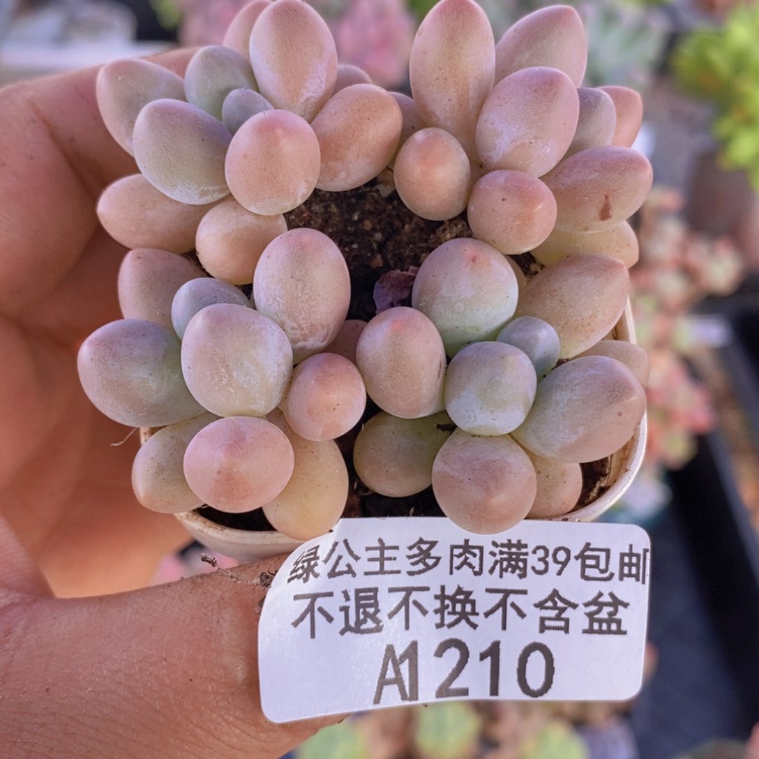粉红泡泡4棵210多肉植物