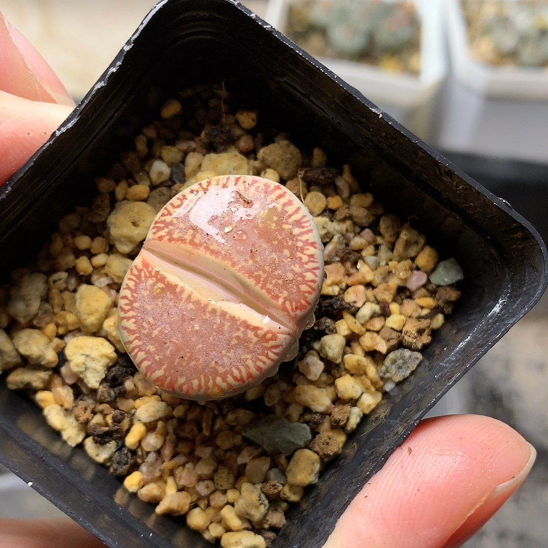 A128多肉植物保护