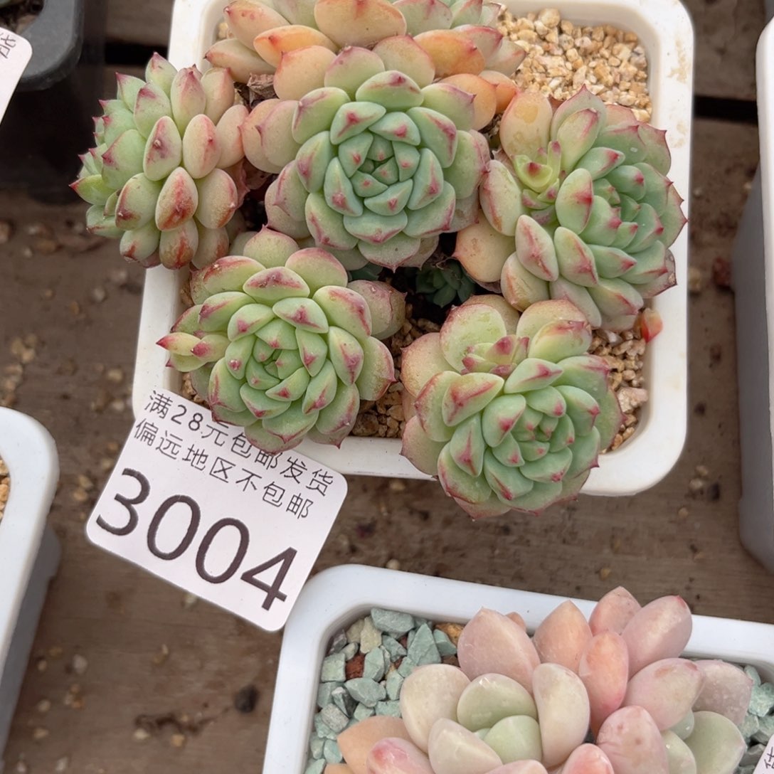 大3004，v x g cv b n