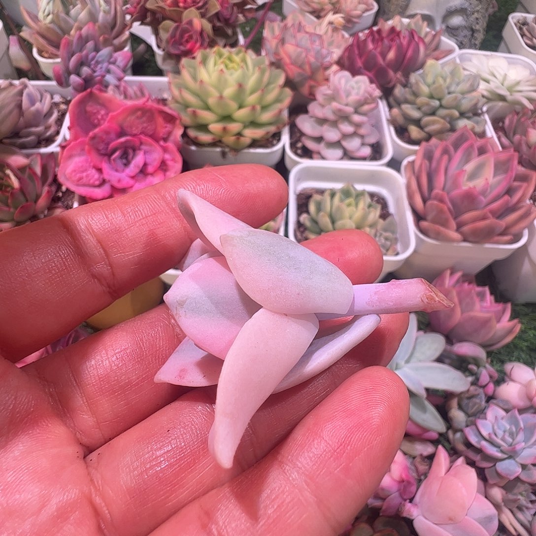 大***猫多肉植物多肉植物