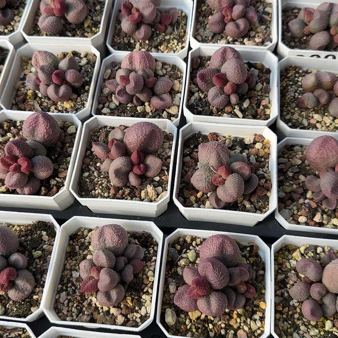 水蜜桃量拍多肉植物