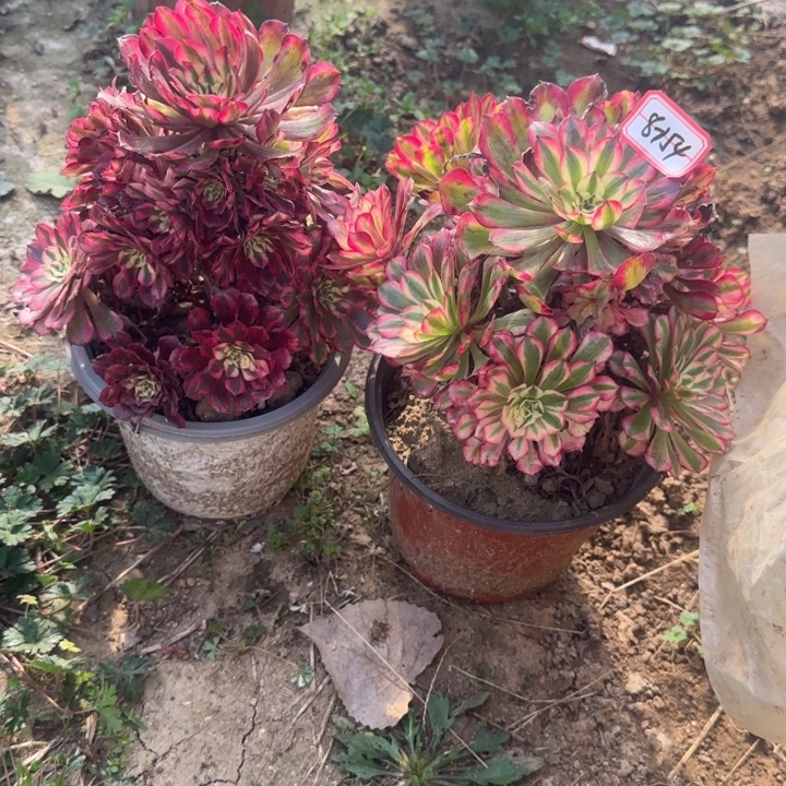 8-154红铜白2处理不包售后不周正