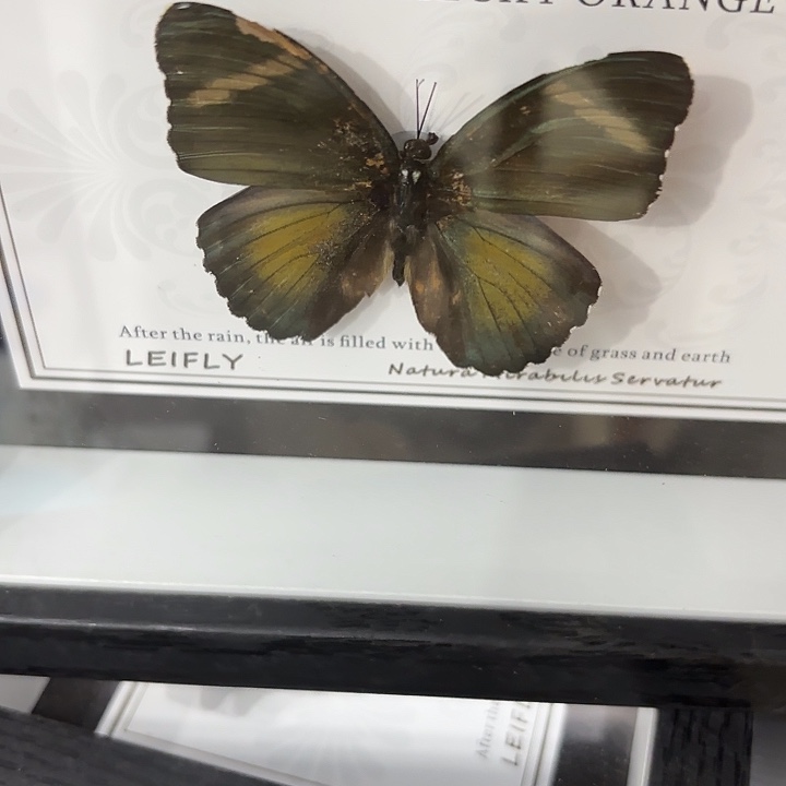 贵***行蝴蝶标本定制369@